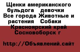 Щенки американского бульдога ( девочки) - Все города Животные и растения » Собаки   . Красноярский край,Сосновоборск г.